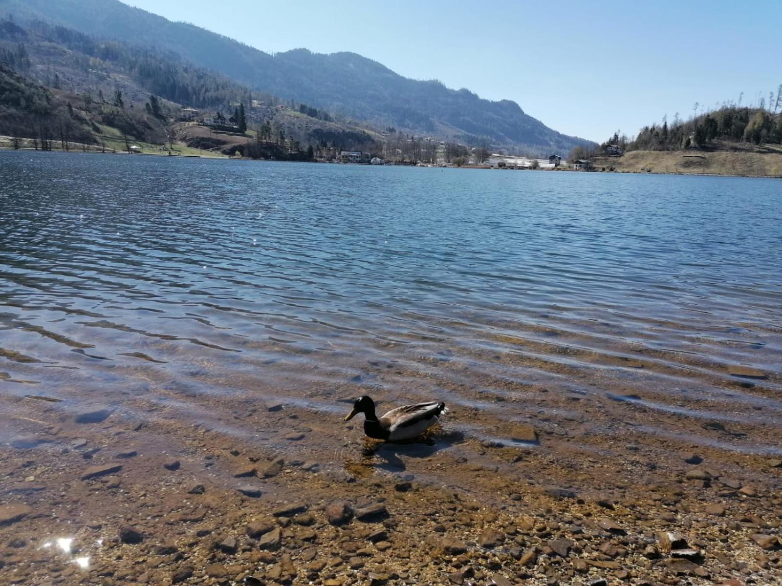 Ca' Dei Cigni Lägenhet Calceranica al Lago Exteriör bild